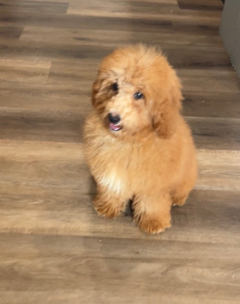 Gus