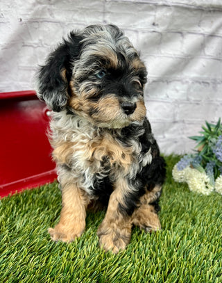 Milo F1B