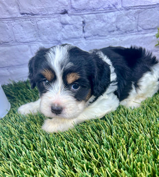 Paris (Munchkin)