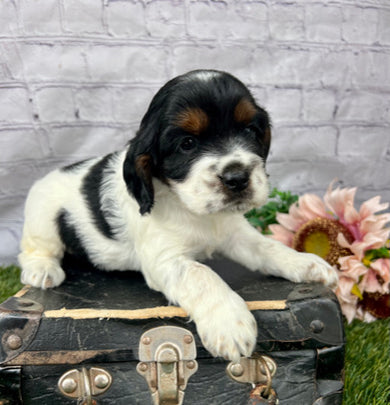 Benji