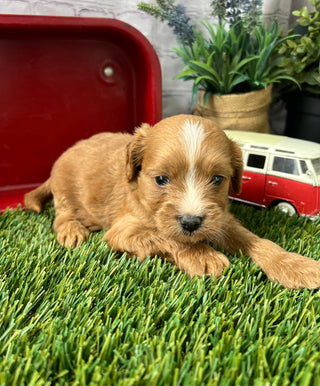 Lucas