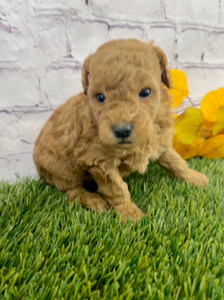 Ginger F1B