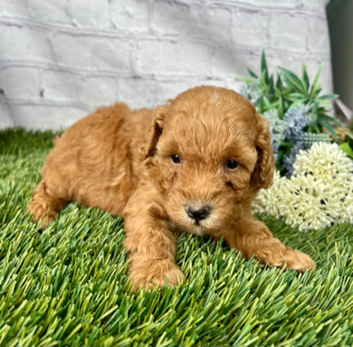 Gus