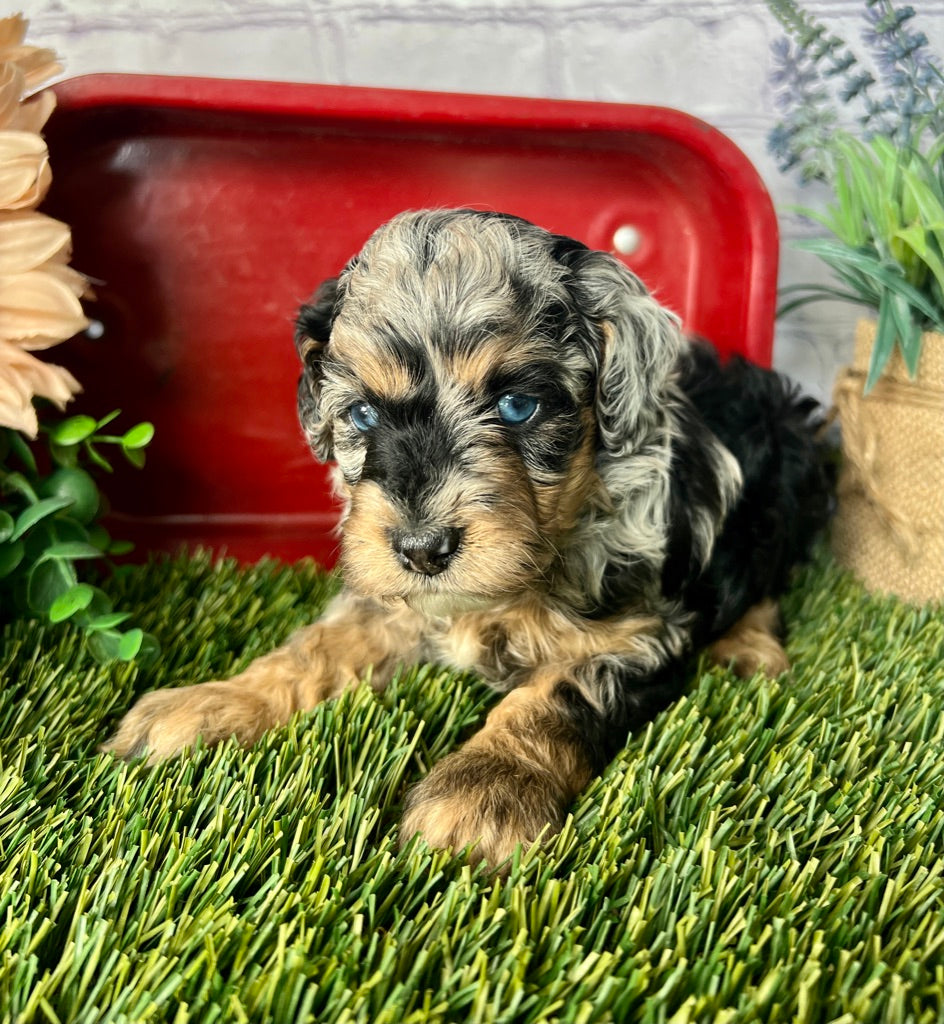Milo F1B