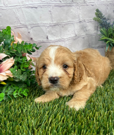 Annabell