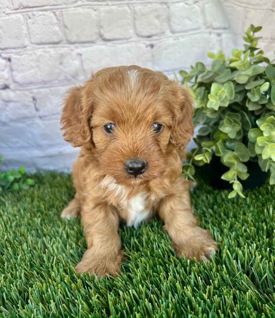 Finn