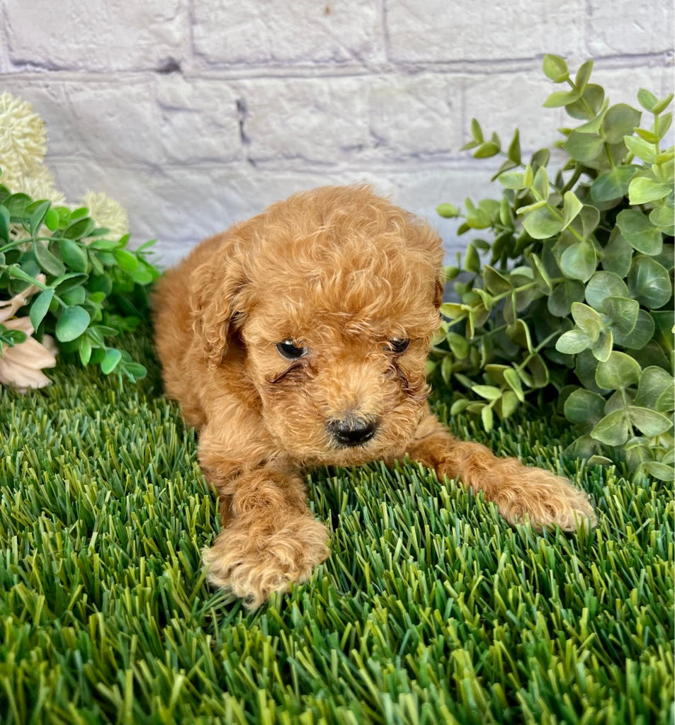 Millie F1B