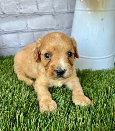 Oliver
