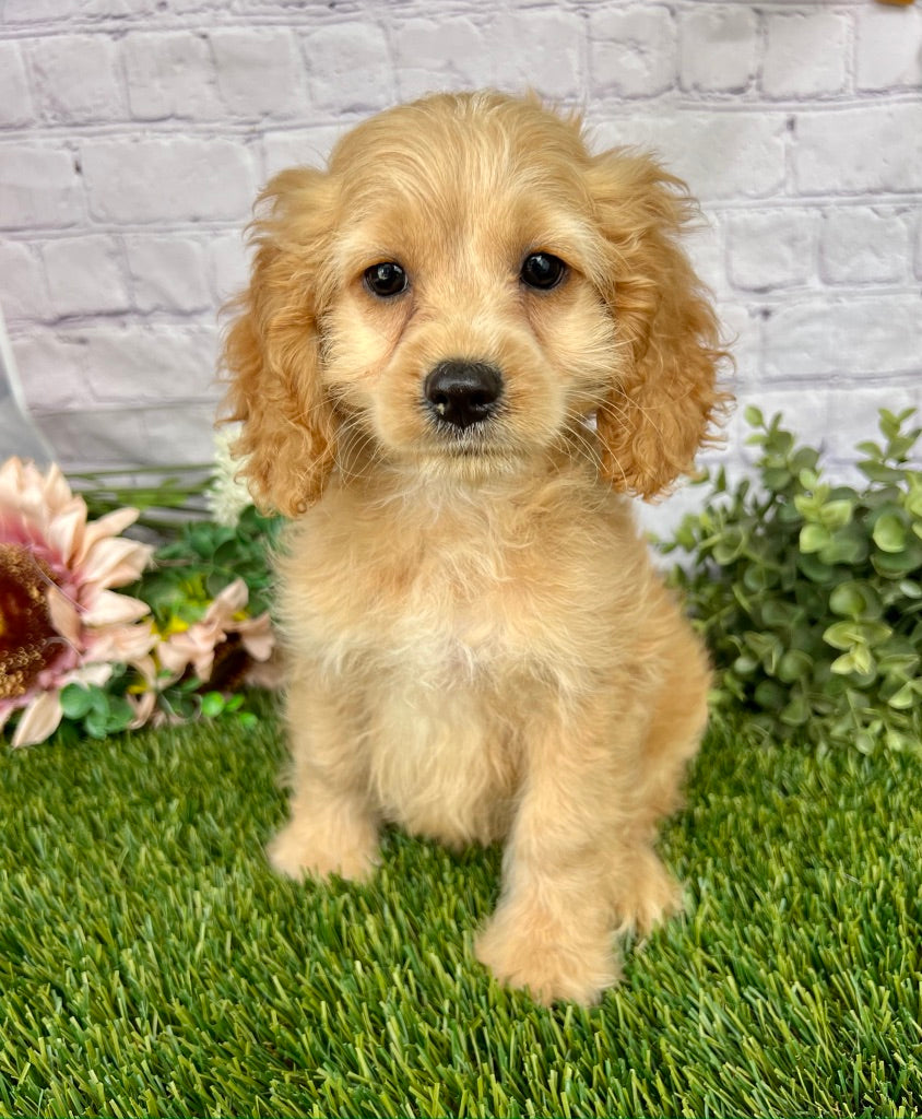 Nellie