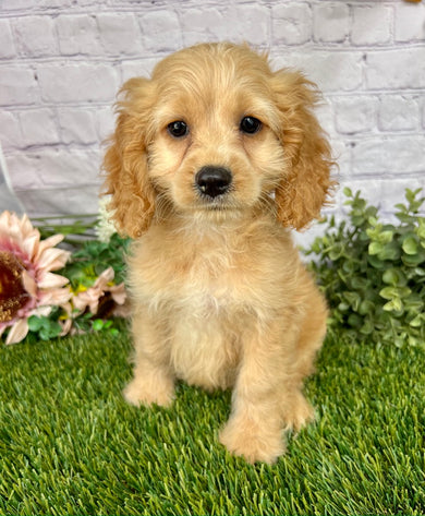 Nellie