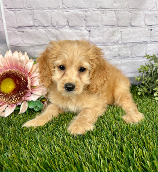 Nellie