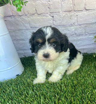 Penny (Munchkin)