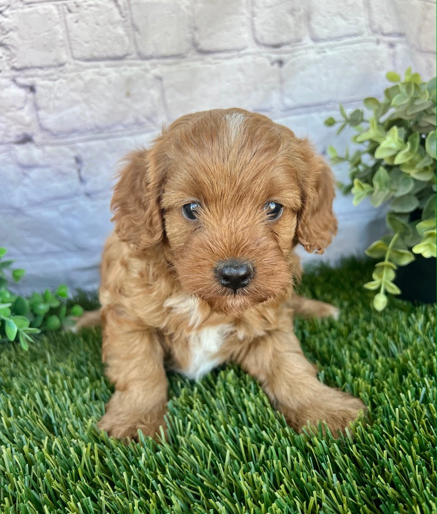 Finn