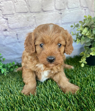 Finn