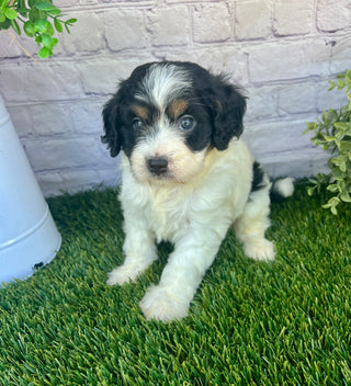 Parker (Munchkin)