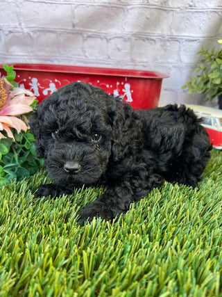 Daisy F1B