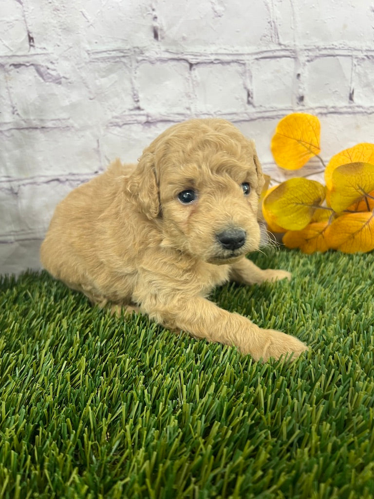 Gracie F1B