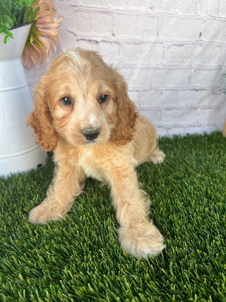 Annie