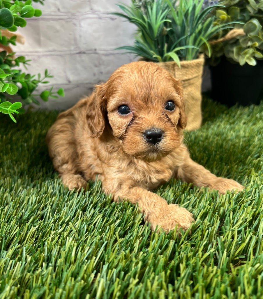 Bella F1B