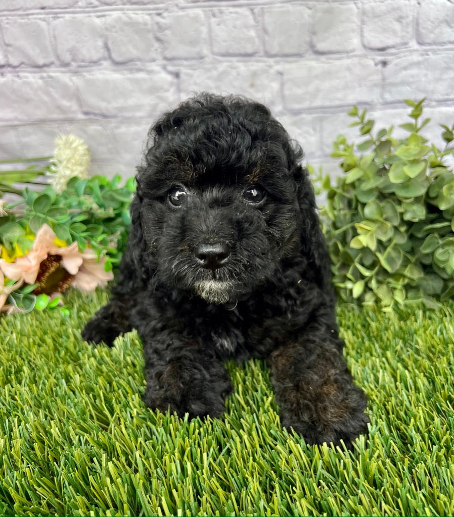 Jaxson F1B