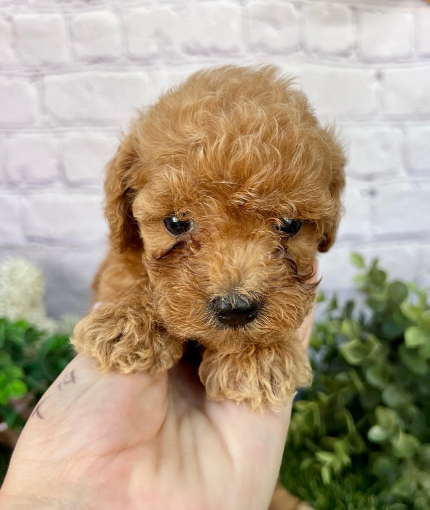 Millie F1B