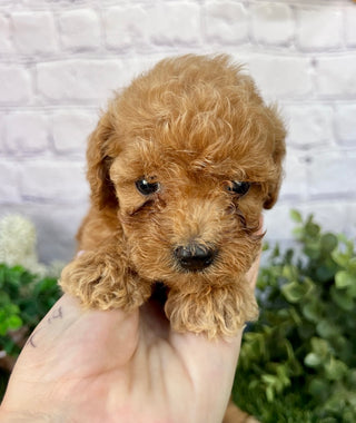 Millie F1B