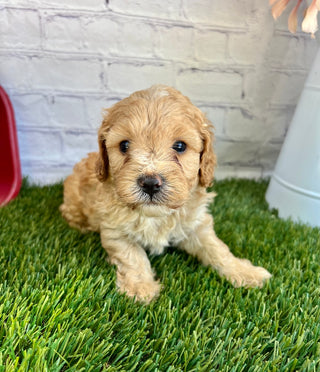 Remington