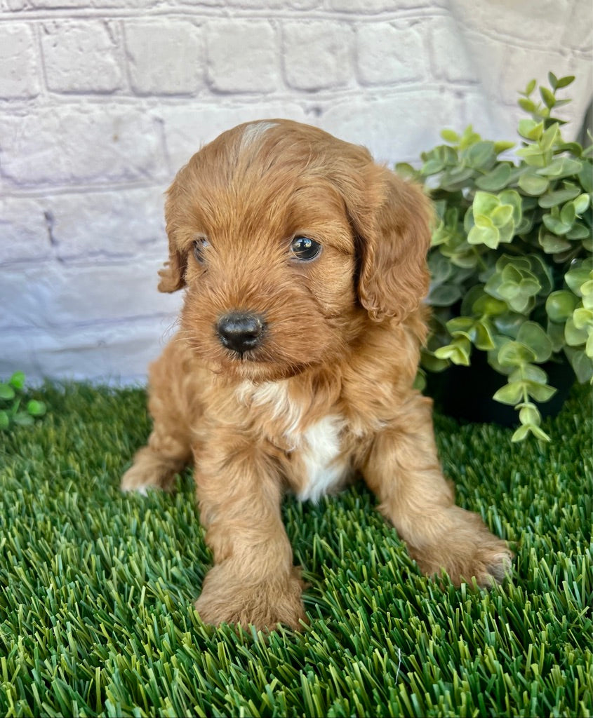 Finn