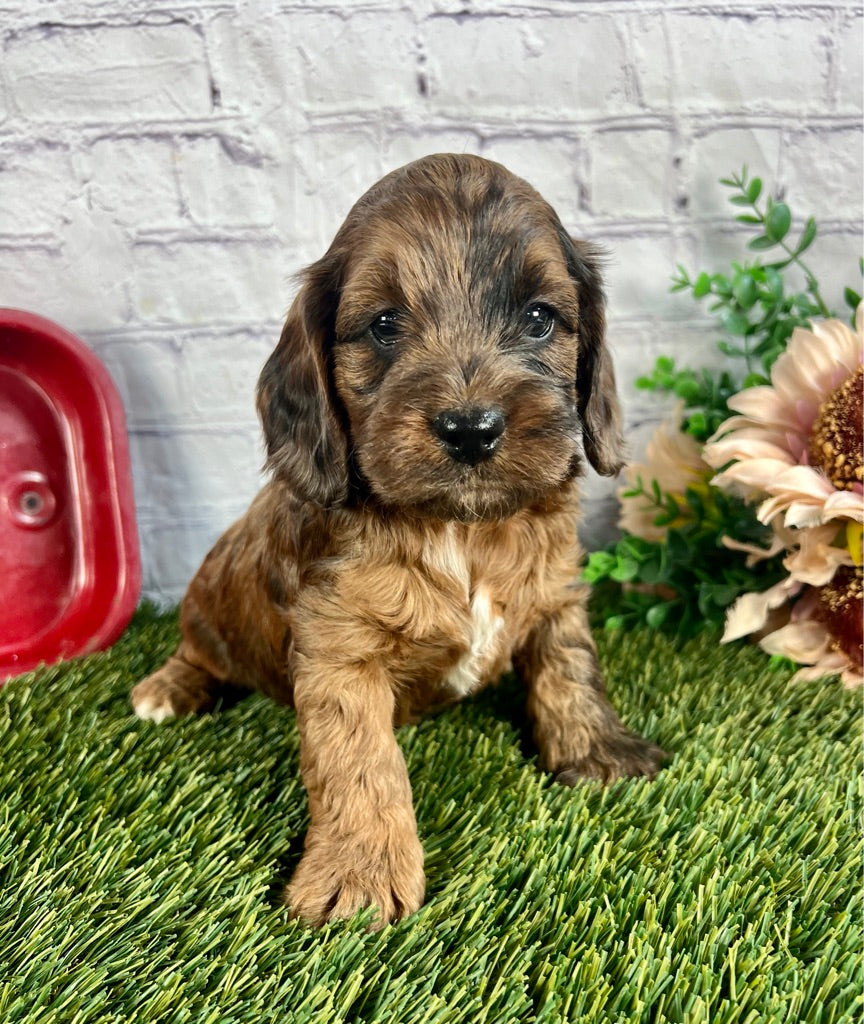 Cockapoo puppy 