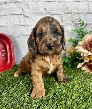 Cockapoo puppy 