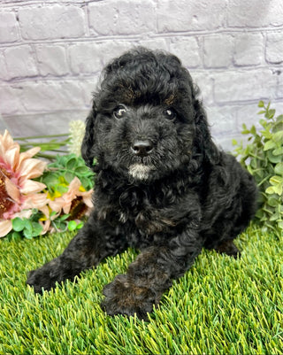 Jaxson F1B