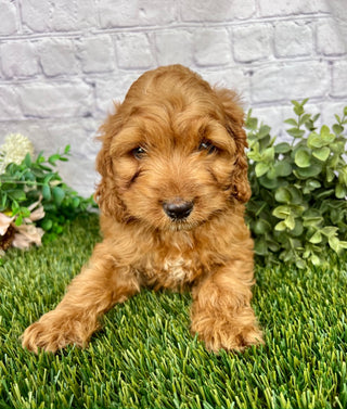 Nova