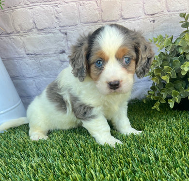 Poppy (Munchkin)