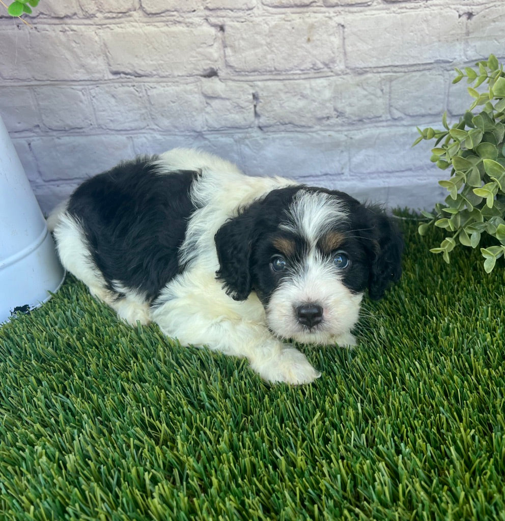 Parker (Munchkin)