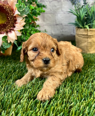 Bella F1B