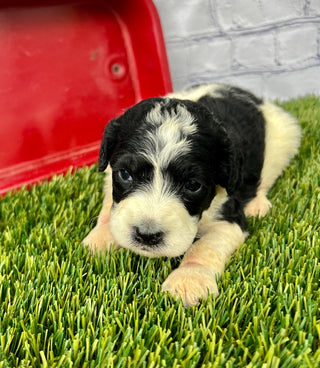 Alfie F1B