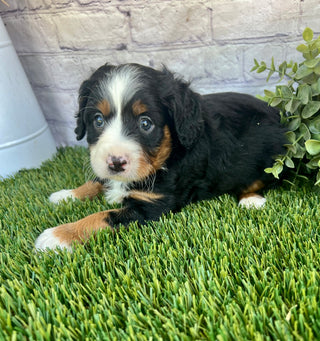 Perry (Munchkin)
