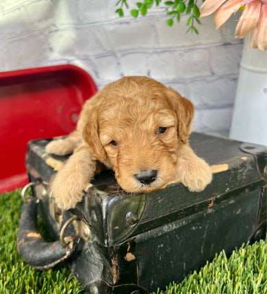 Scout