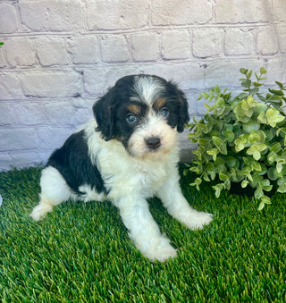 Parker (Munchkin)