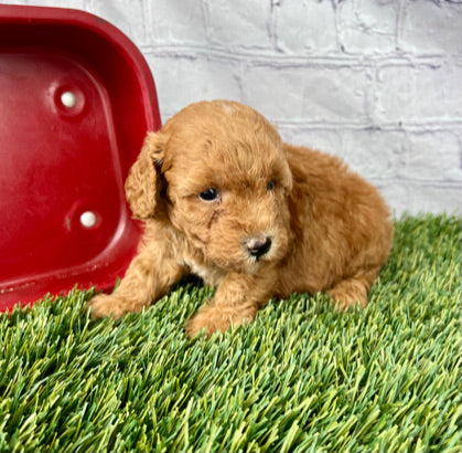 Gus
