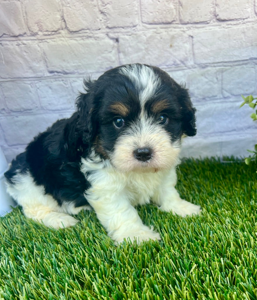 Penny (Munchkin)