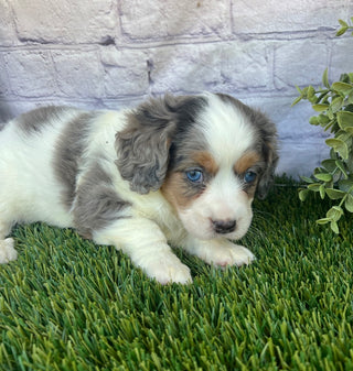Poppy (Munchkin)