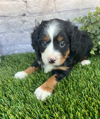 Perry (Munchkin)