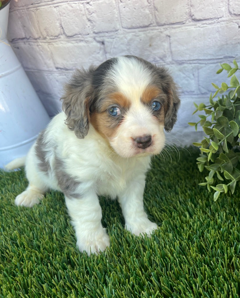 Poppy (Munchkin)
