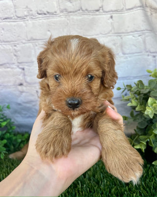 Finn