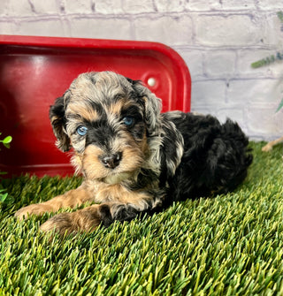 Milo F1B