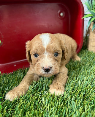 Liam