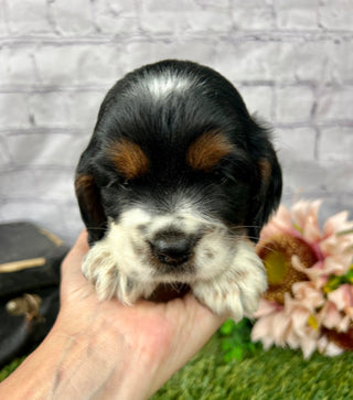 Benji