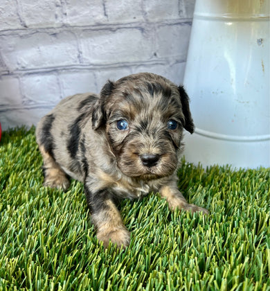 Owen