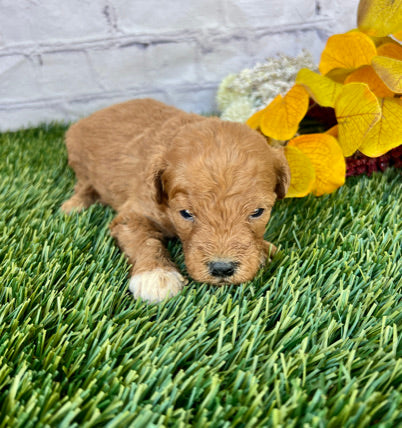 Stella F1B